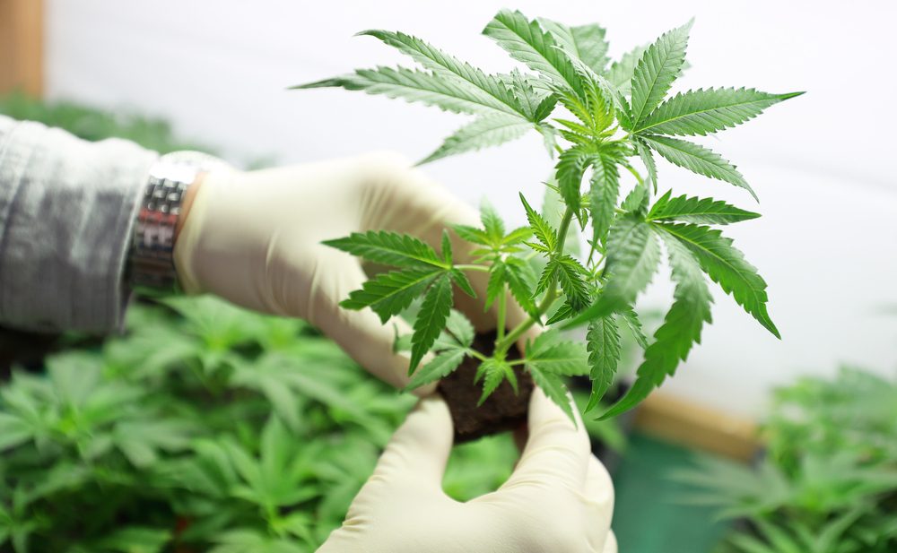 Marijuana Use Is Strongly Linked With Psychosis And Addiction