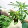 Marijuana Use Is Strongly Linked With Psychosis And Addiction