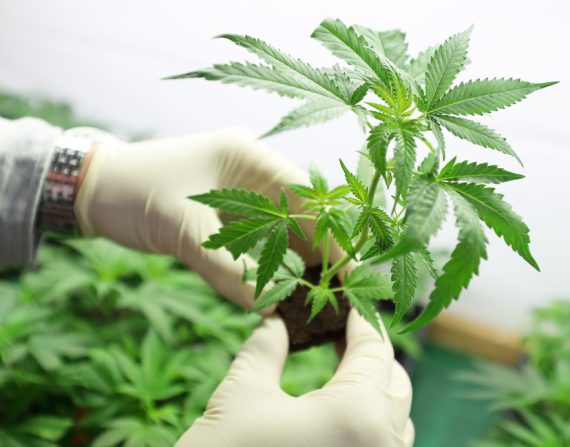 Marijuana Use Is Strongly Linked With Psychosis And Addiction